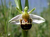 [صورة: BeeOrchid3035.jpg]
