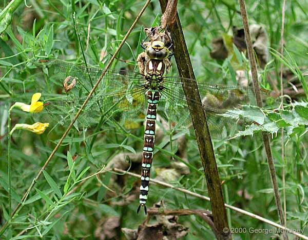 Aeshna cyanea