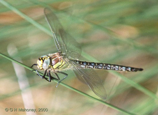 Brachytron pratense