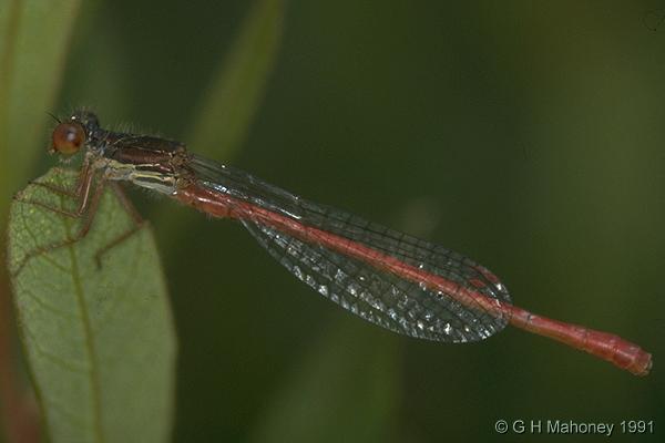 Ceriagrion tenellum