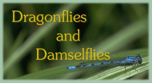 Dragonflies and Damselflies