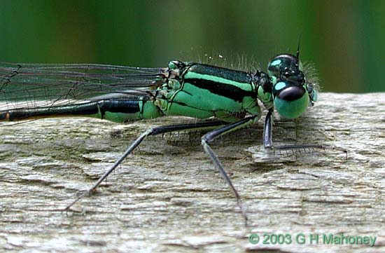 Ischnura elegans f. typica