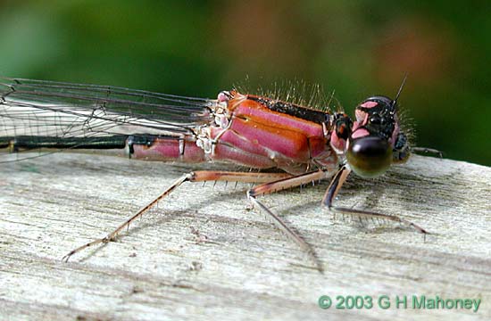 Ischnura elegans f. rufescens