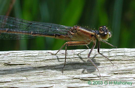 Ischnura elegans f. infuscans