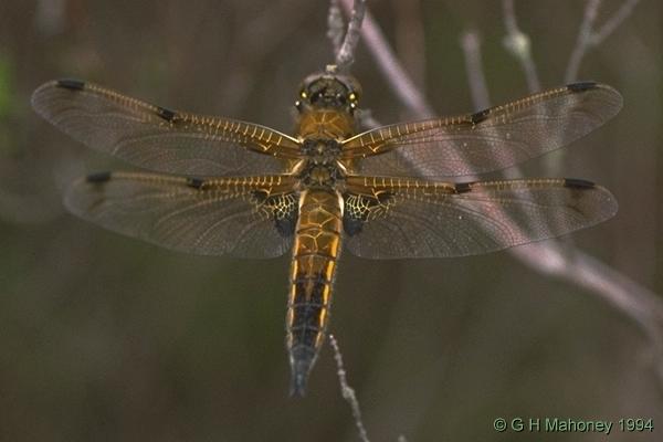 Libellula quadrimaculata