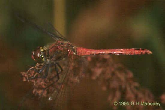 Sympetrum sanguineum