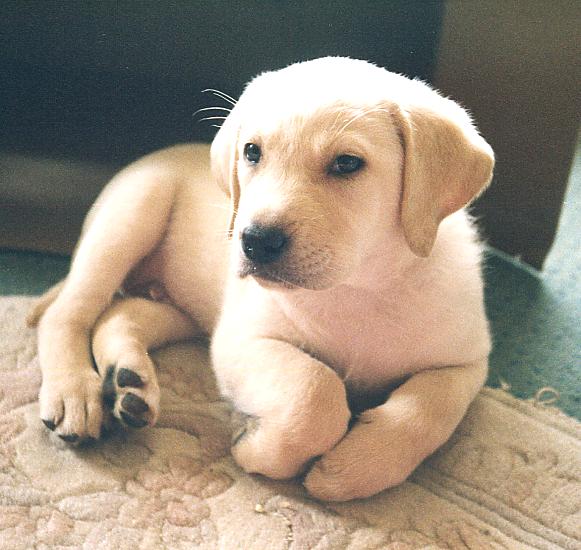 Klik op de afbeelding om de link te volgen