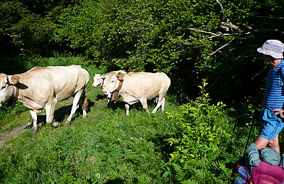 The Transhumance