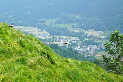 Vultures on the Col de Saucede