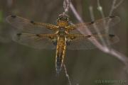 4-spotted Chaser