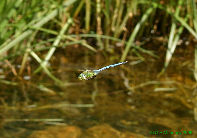 Male in flight