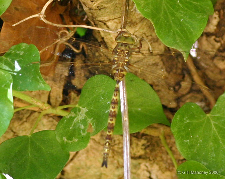 Male Peaceful Hawker