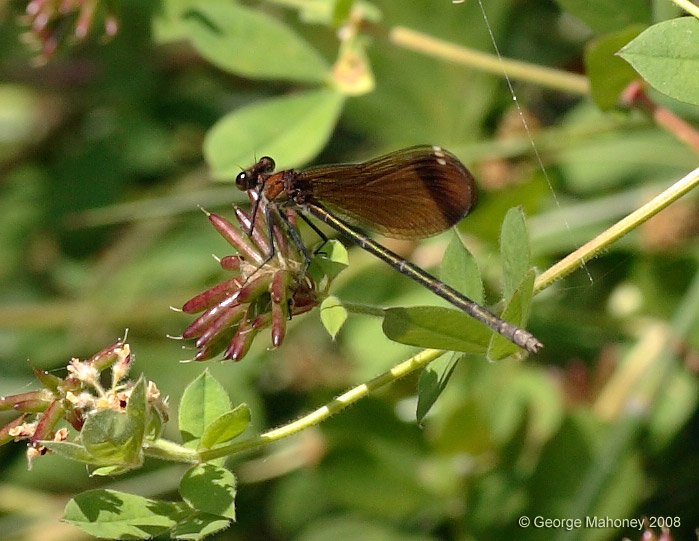 C. haemorrhoidalis