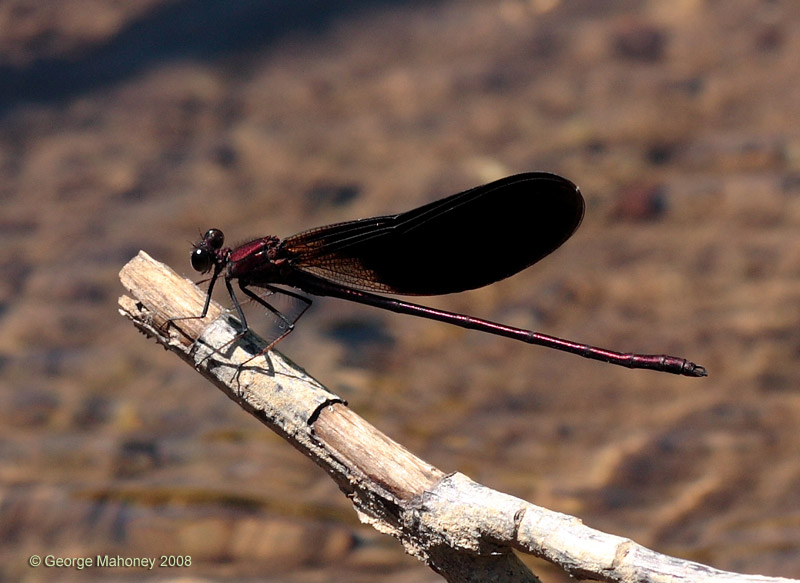 C. haemorrhoidalis