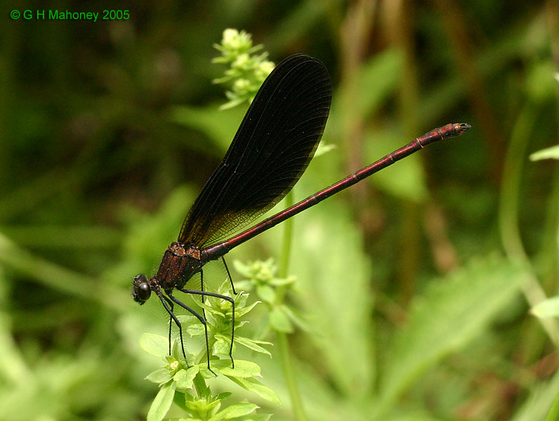 C. haemorrhoidalis