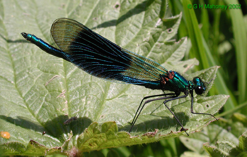 Calopteryx splendens splendens