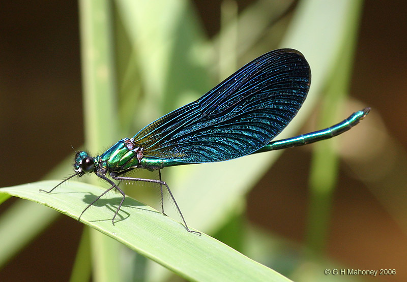 Calopteryx virgo