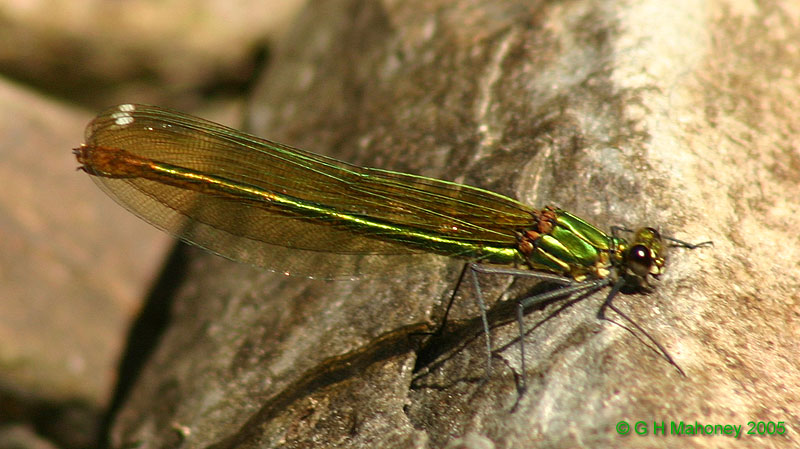 Calopteryx splendens xanthostoma (female)