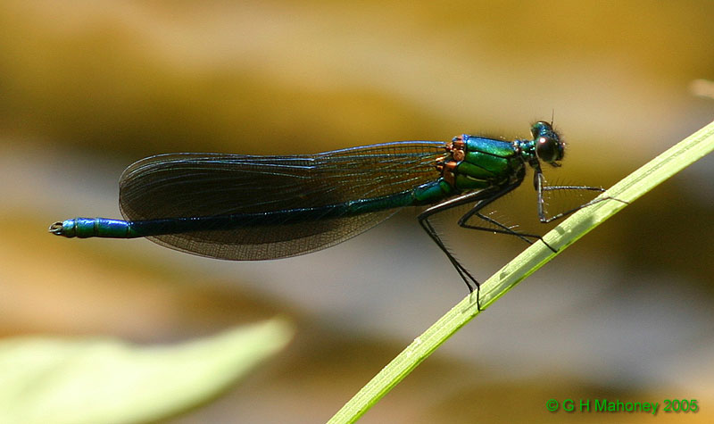 Calopteryx splendens xanthostoma