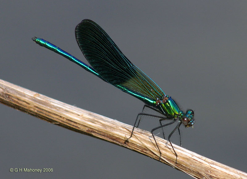 Calopteryx splendens xanthosoma (male)