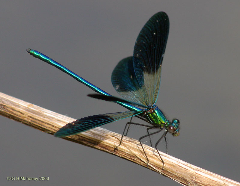 Calopteryx splendens xanthosoma