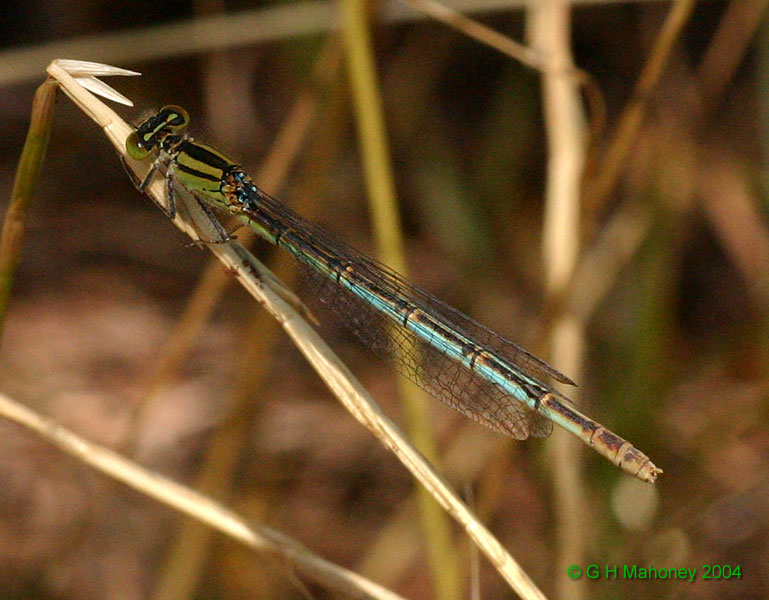 C. lindeni