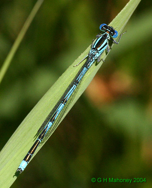 C. lindeni