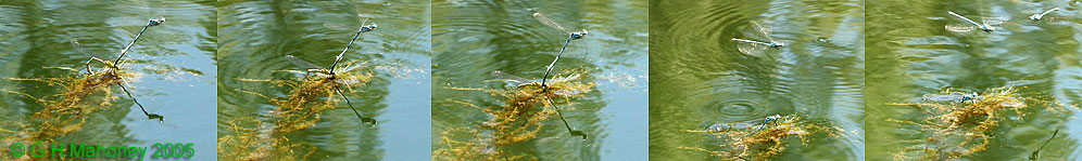 Tandem ovipositing sequence