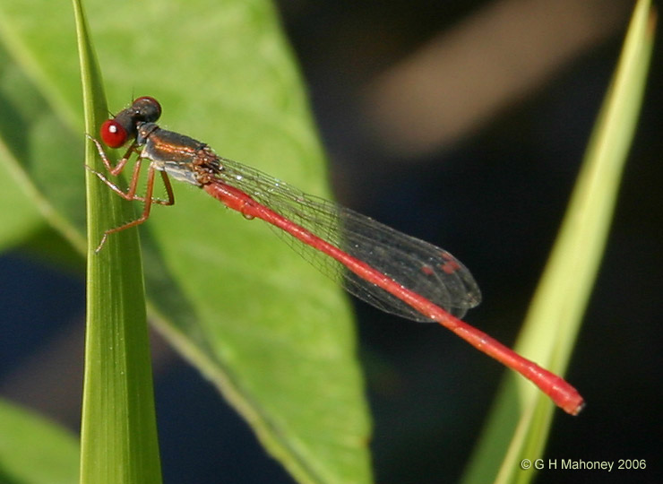 Small Red Damselfly