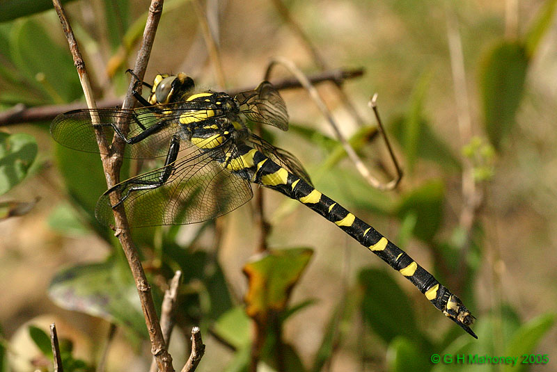 Cordulegaster boltoni (female)