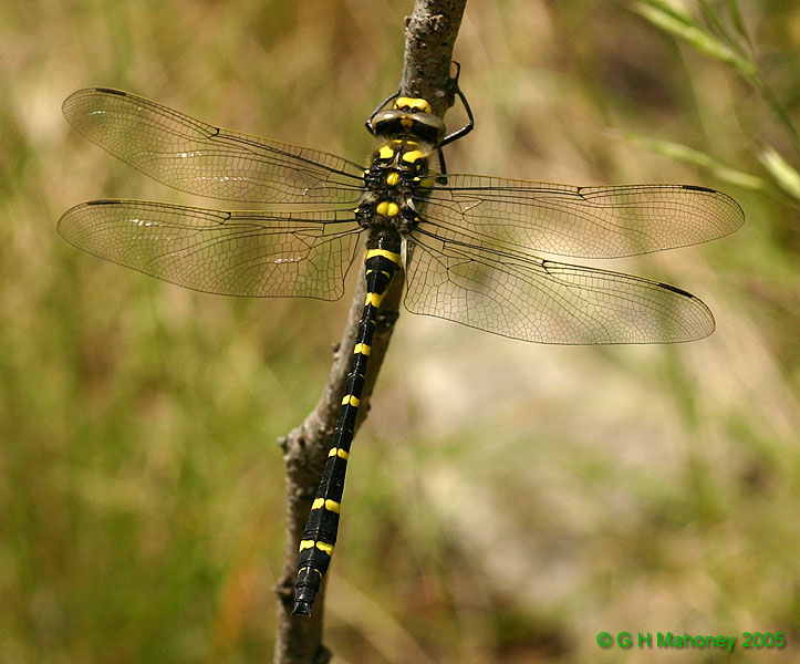 Cordulegaster boltoni