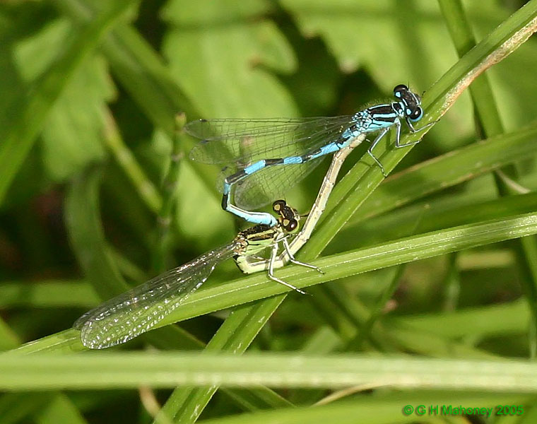 Coenagrion mercuriale in mating wheel