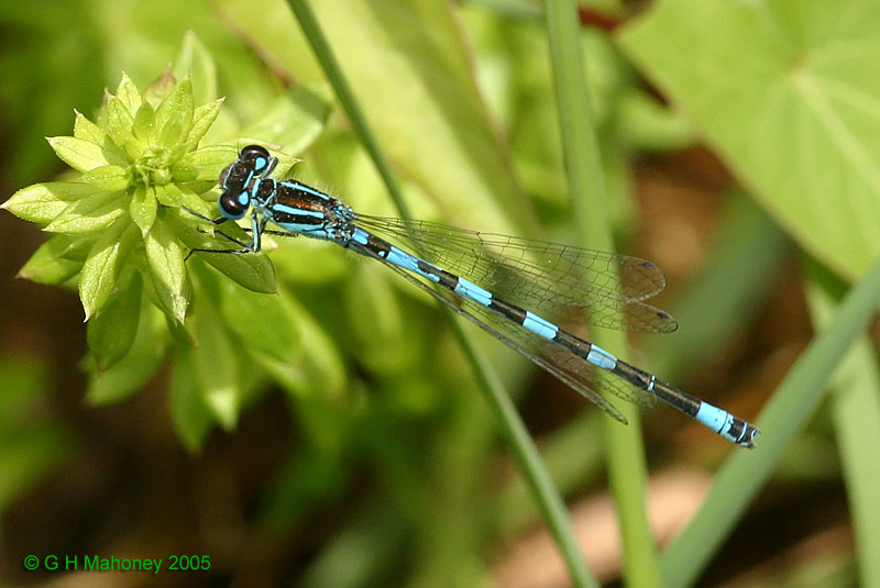 Coenagrion mercuriale