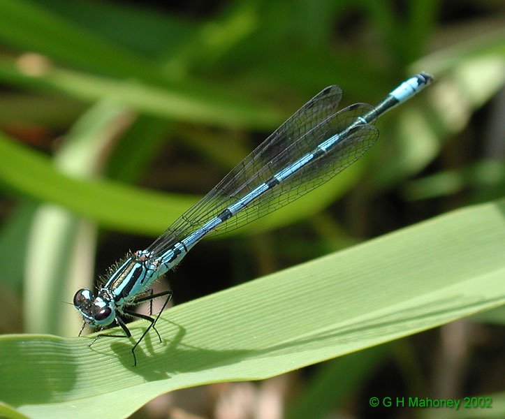 Coenagrion puella