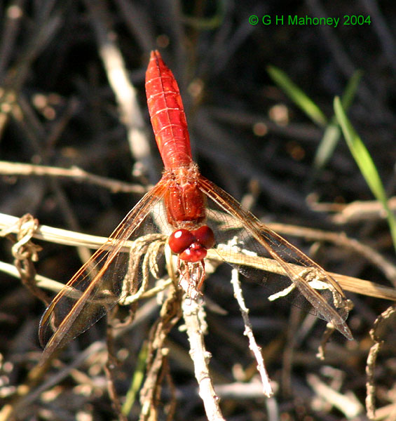 C. erythraea