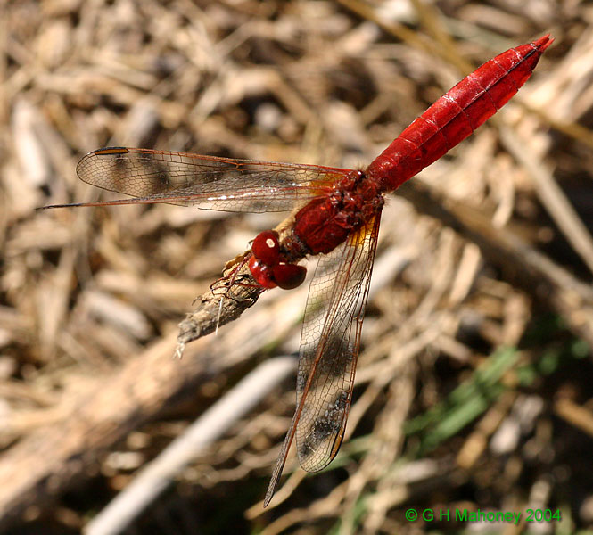 C. erythraea