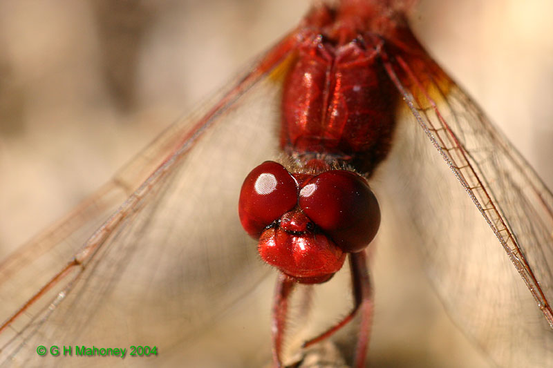 C. erythraea