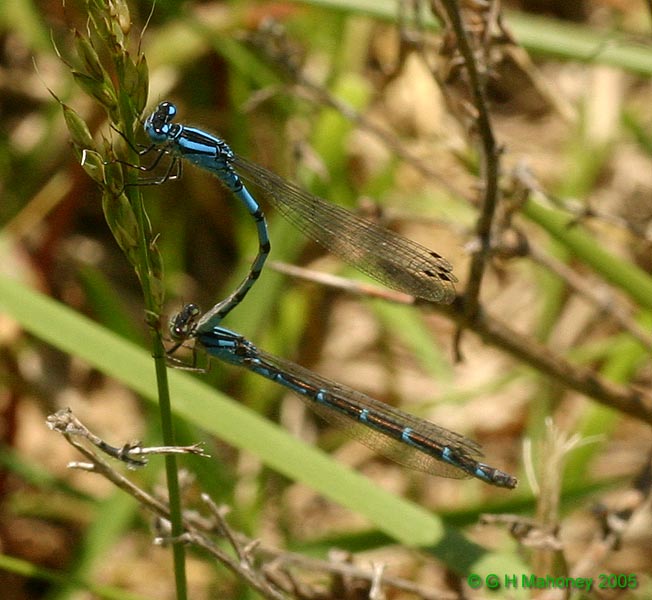 Enallagma cyathigerum