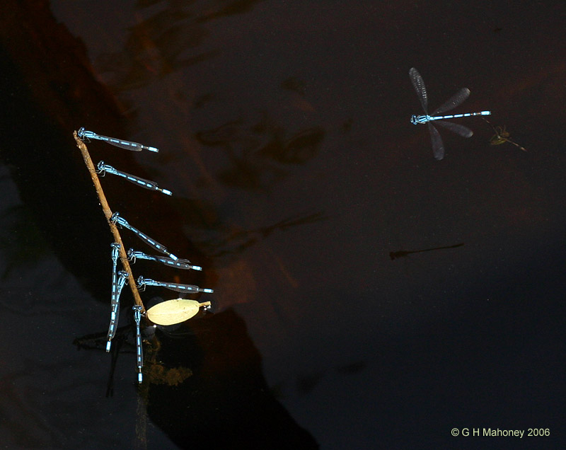 Group of males