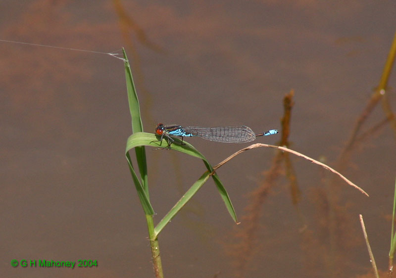 E. viridulum