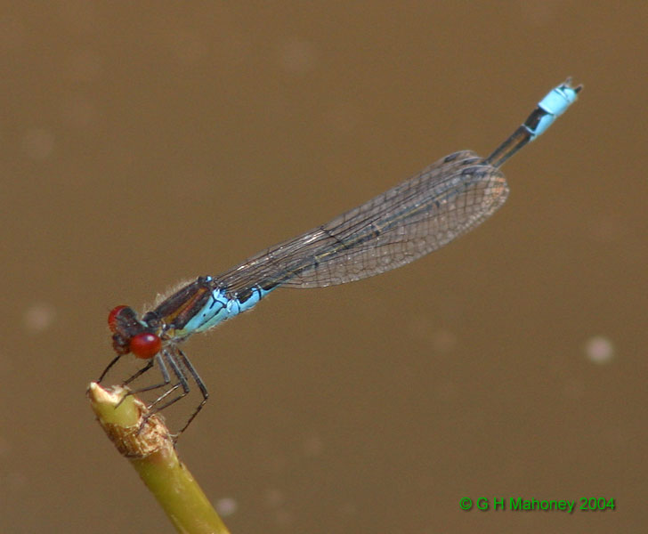 E. viridulum