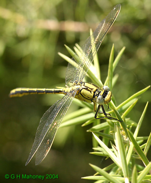 G. pulchellus