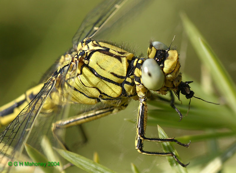 G. pulchellus