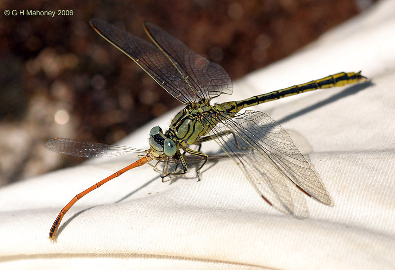 G. pulchellus eating P. acutipennis