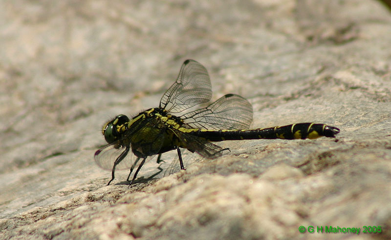 Gomphus vulgatissimus