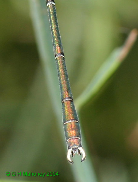 L. viridis anal appendages