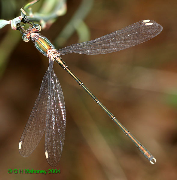 L. viridis