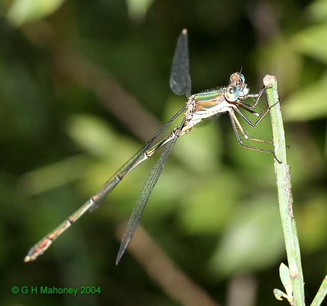 L. viridis