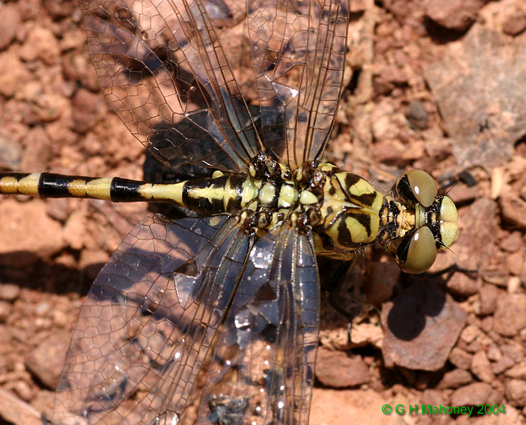 O. forcipatus