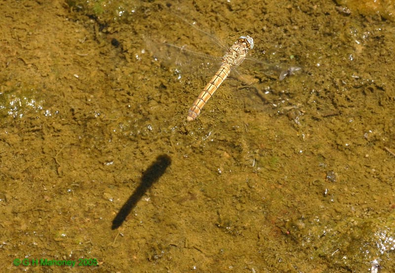 Female ovipositing